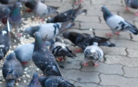 熊谷市の害鳥対策